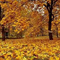 Atsiliepimą paliko Lina Daukšienė apie Foto Bitės